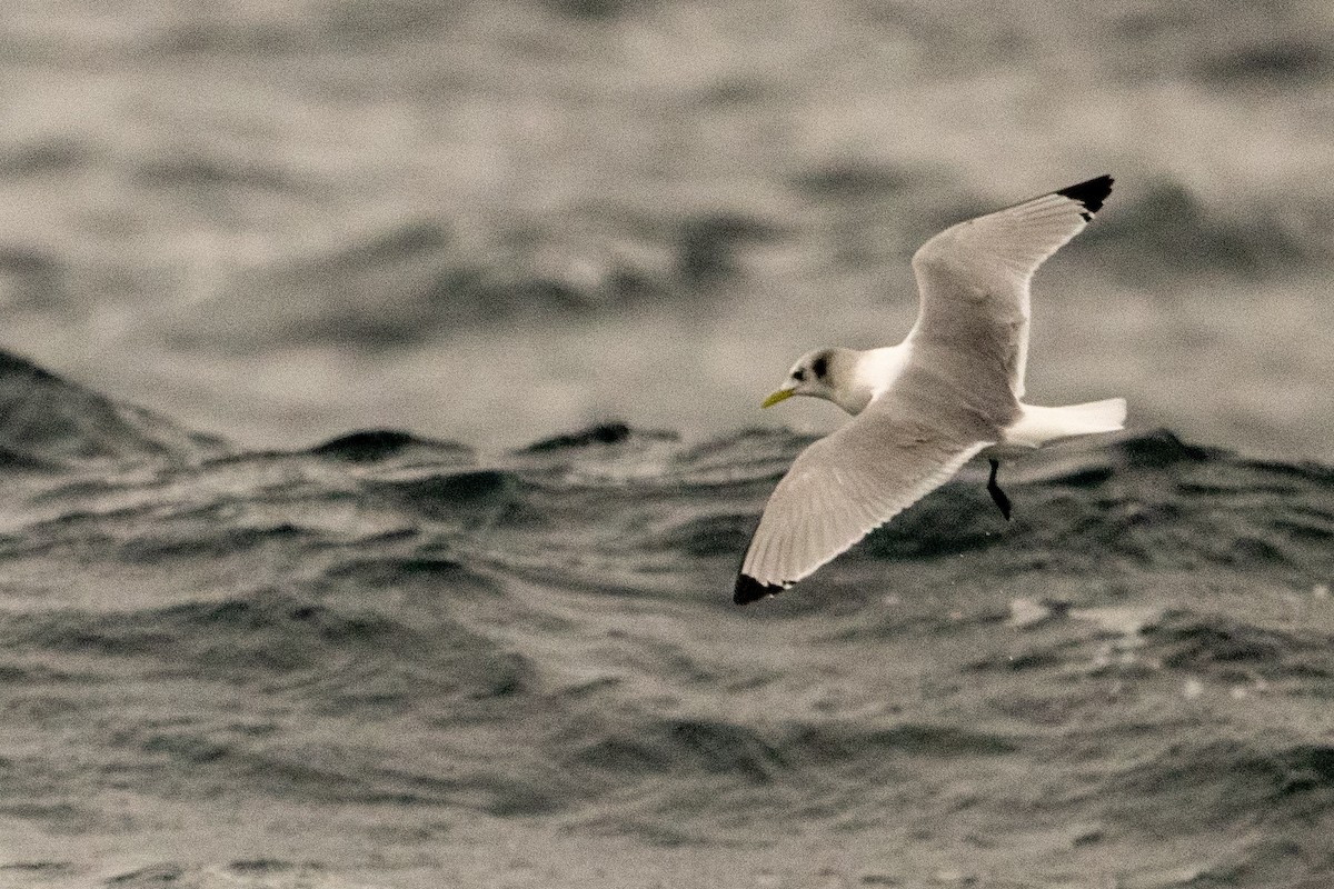 Black-legged Kittiwake - ML536722571