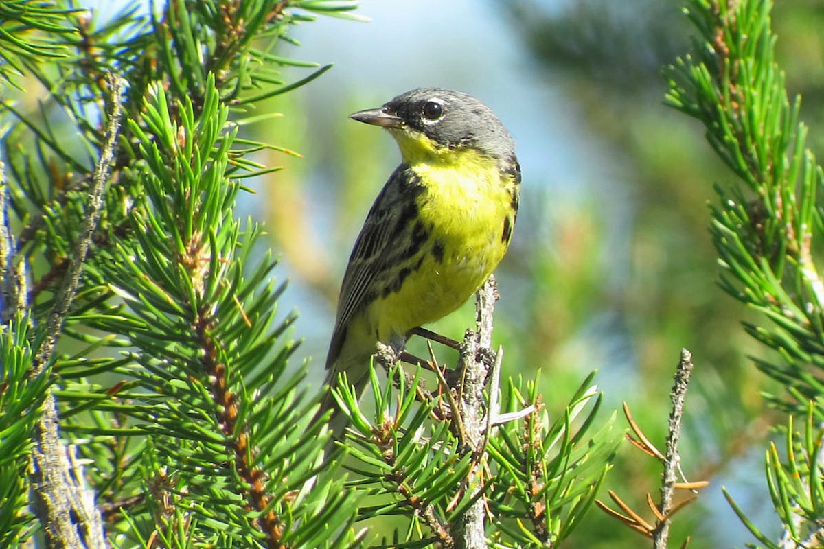 Kirtland's Warbler - ML53672331