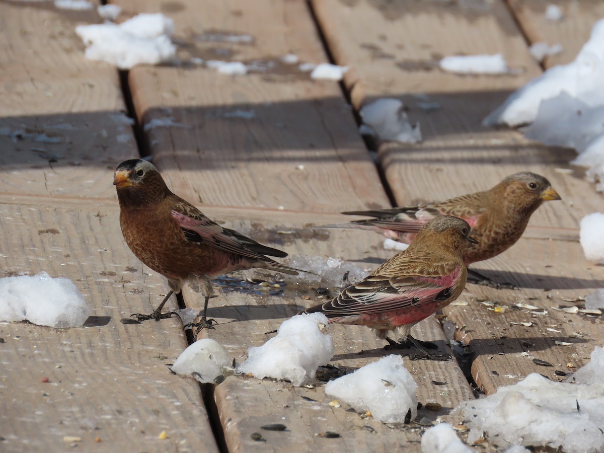 Gray-crowned Rosy-Finch - ML536724191