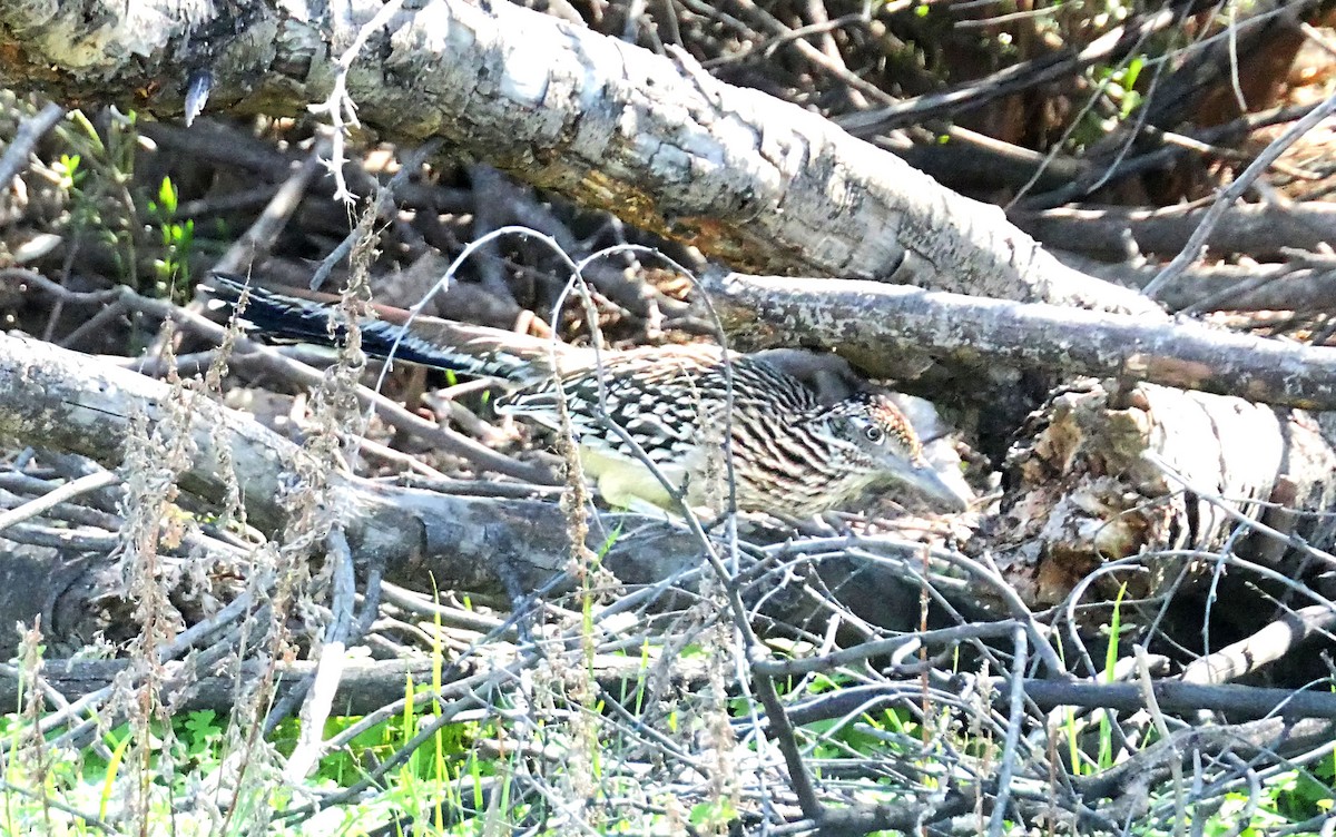 Greater Roadrunner - Randall M