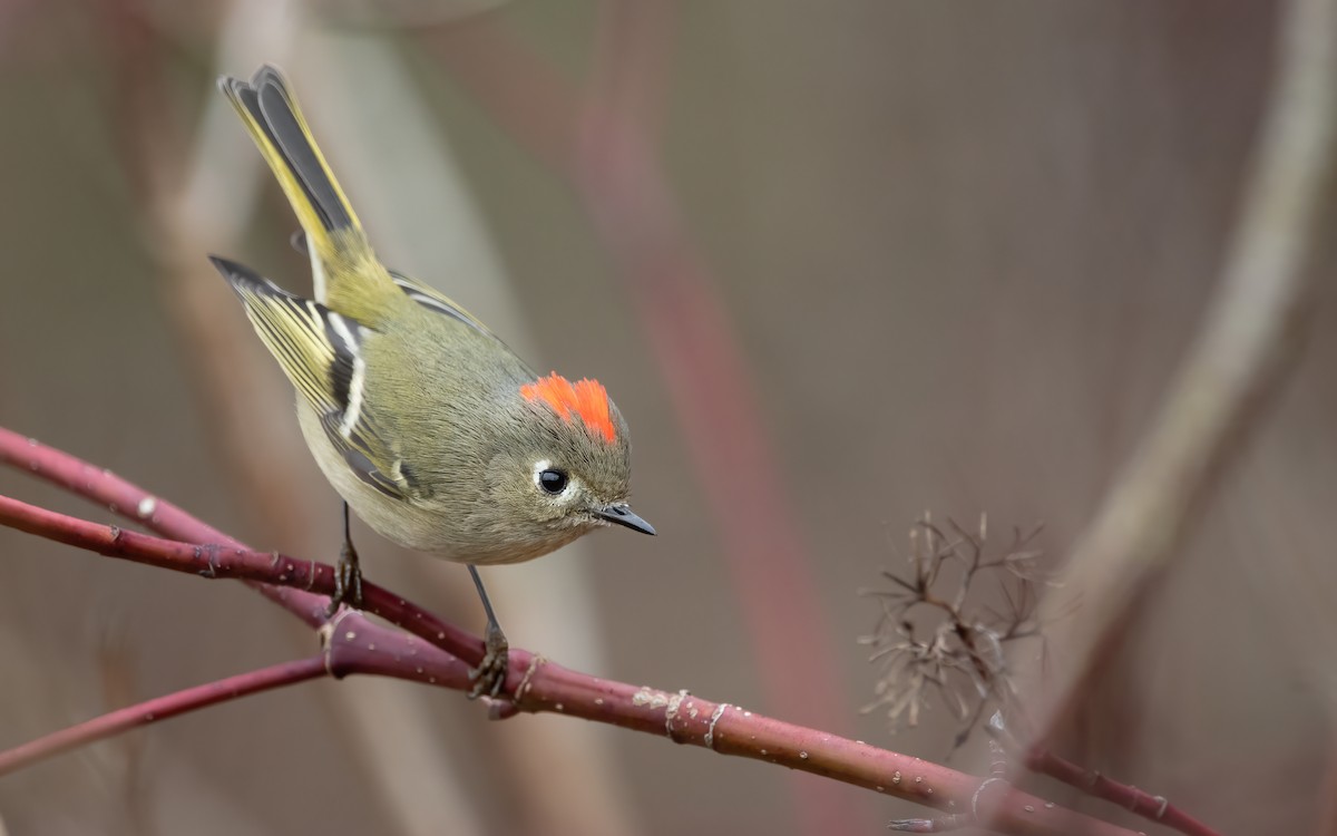 Roitelet à couronne rubis - ML536724741