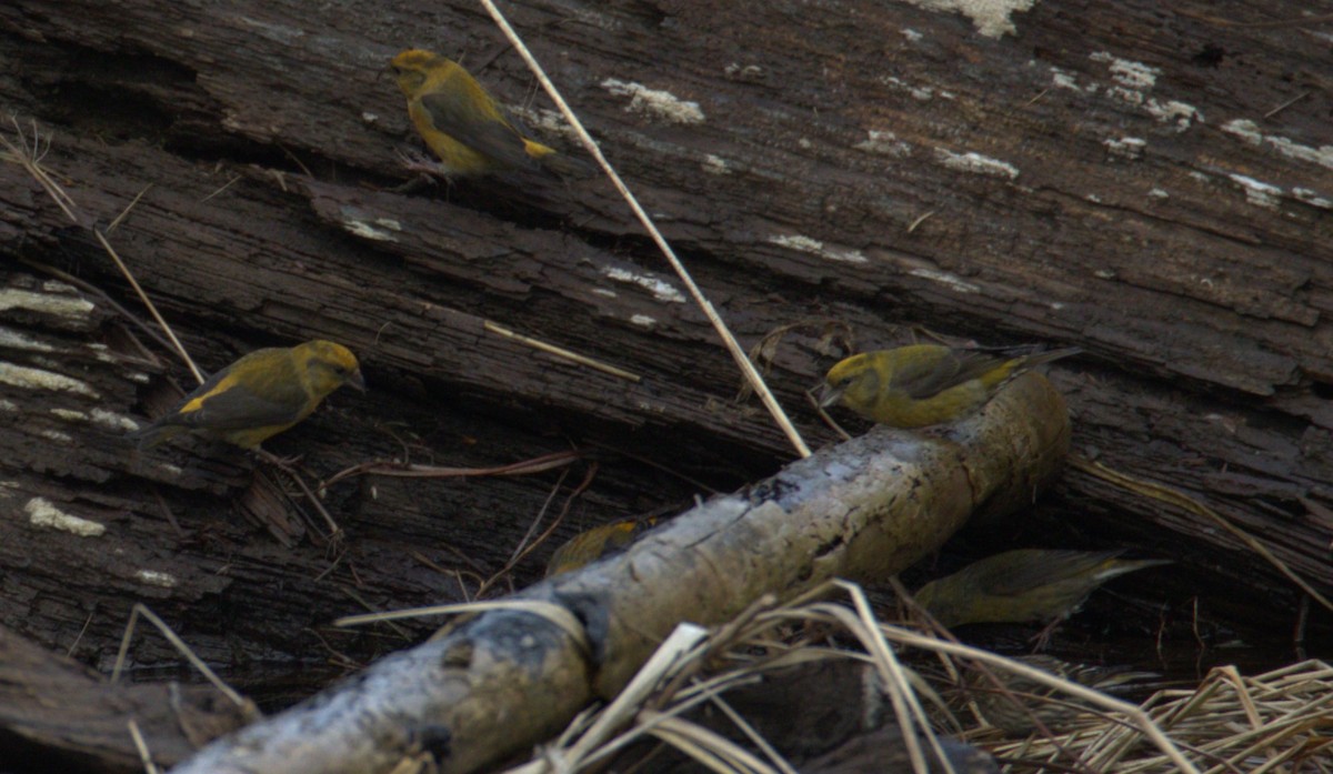 Red Crossbill - Walter Thorne