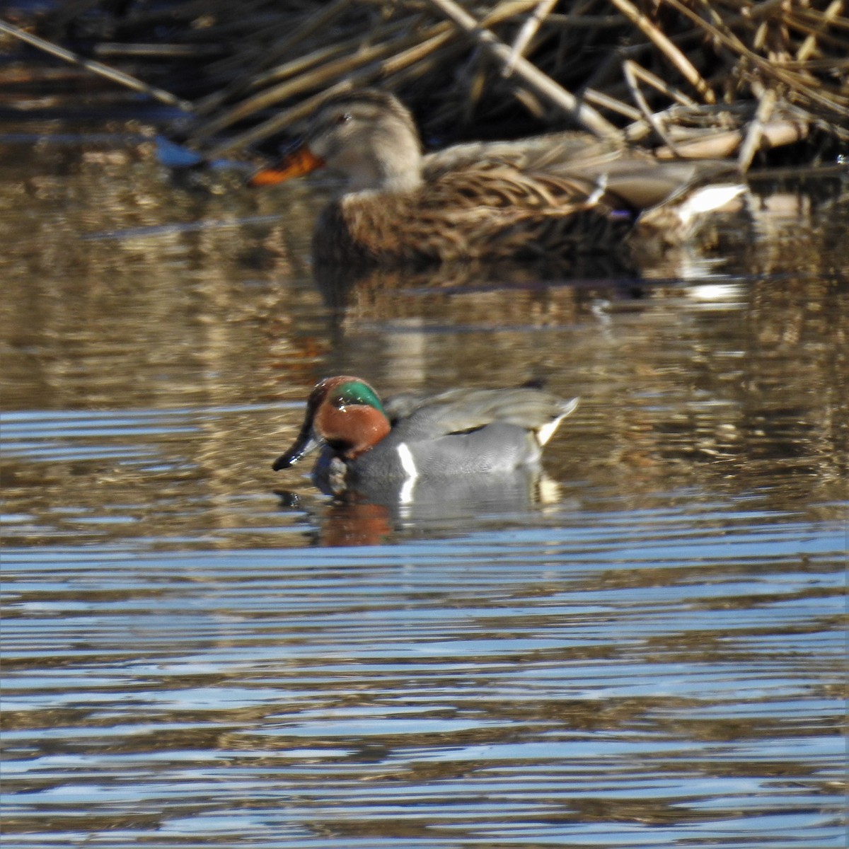 Green-winged Teal - ML536725141
