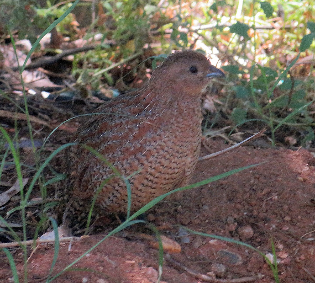 Brown Quail - ML536725491