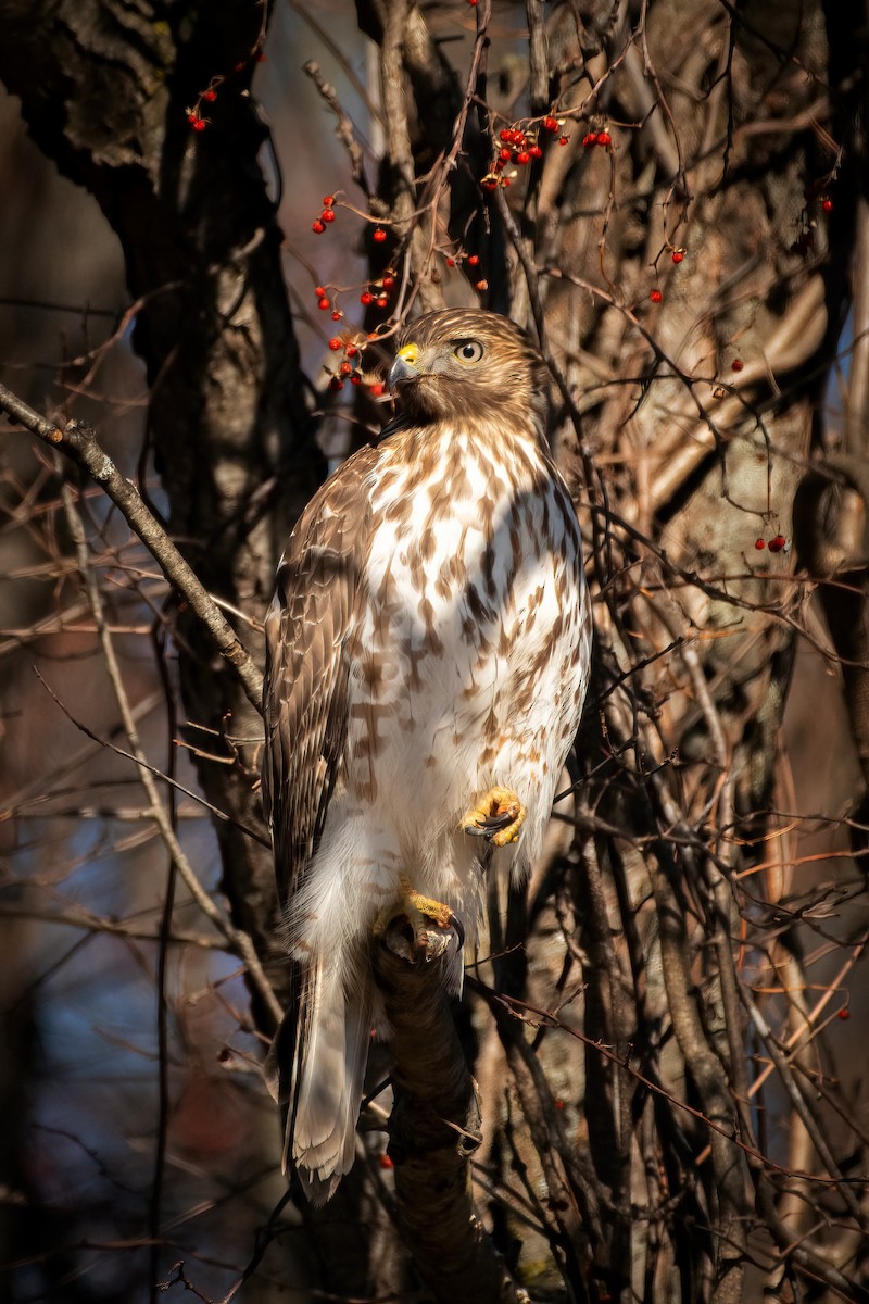 Red-shouldered Hawk - ML536726111