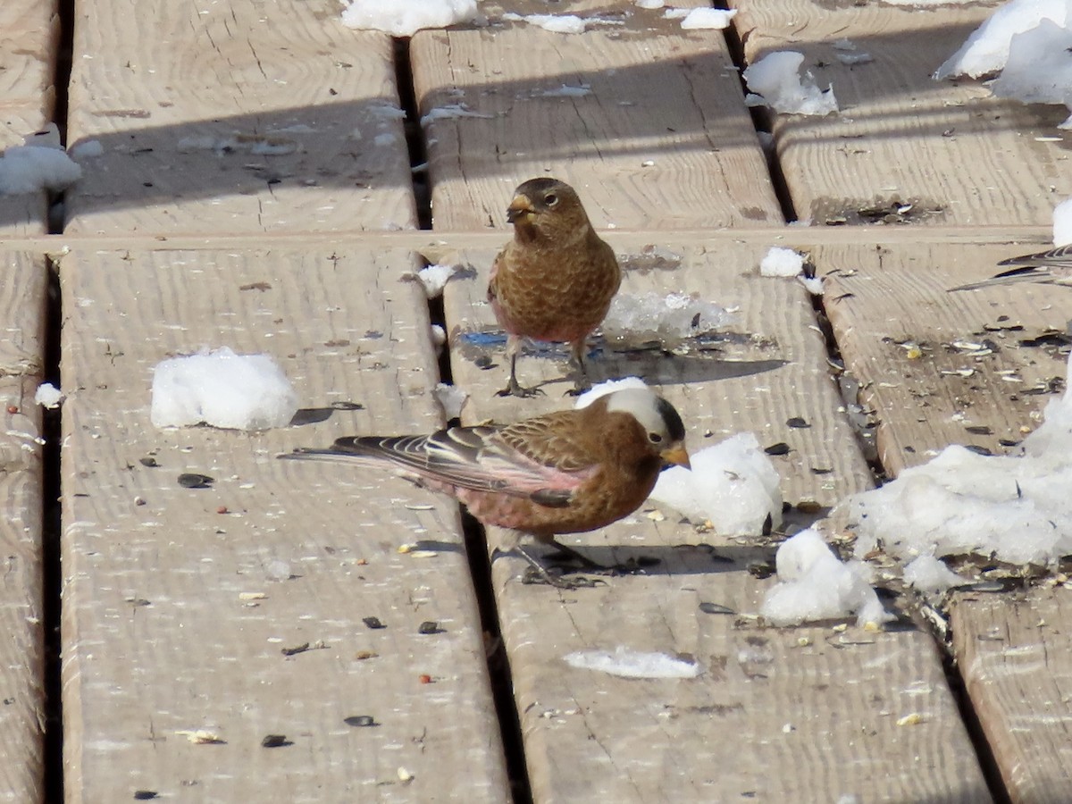 Gray-crowned Rosy-Finch - ML536726851