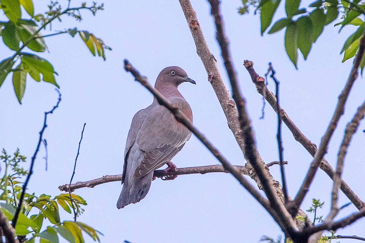 Plain Pigeon - ML536726901