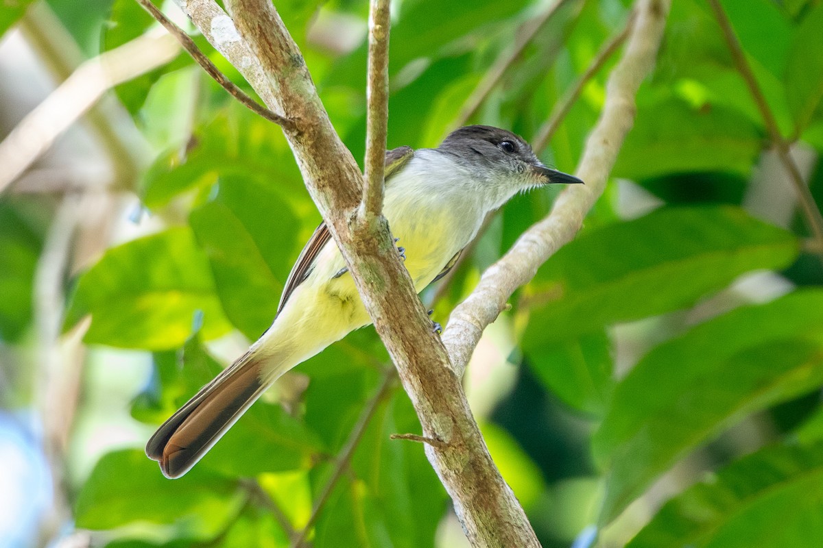 Stolid Flycatcher - Neil Hayward