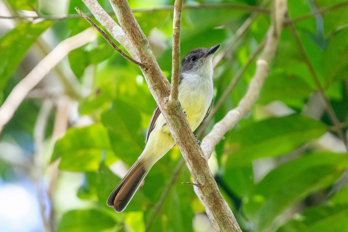 Stolid Flycatcher - ML536729031