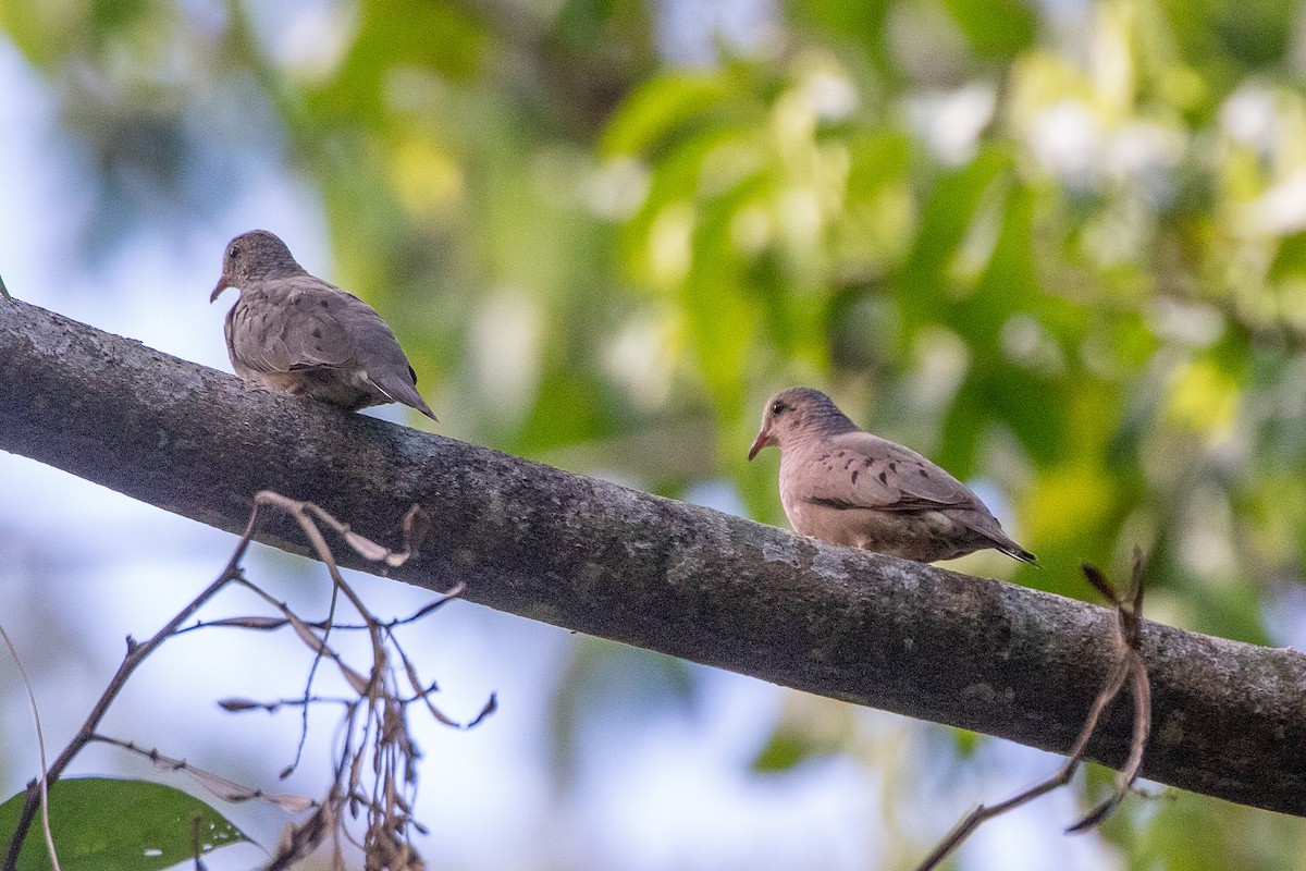 Common Ground Dove - ML536729091