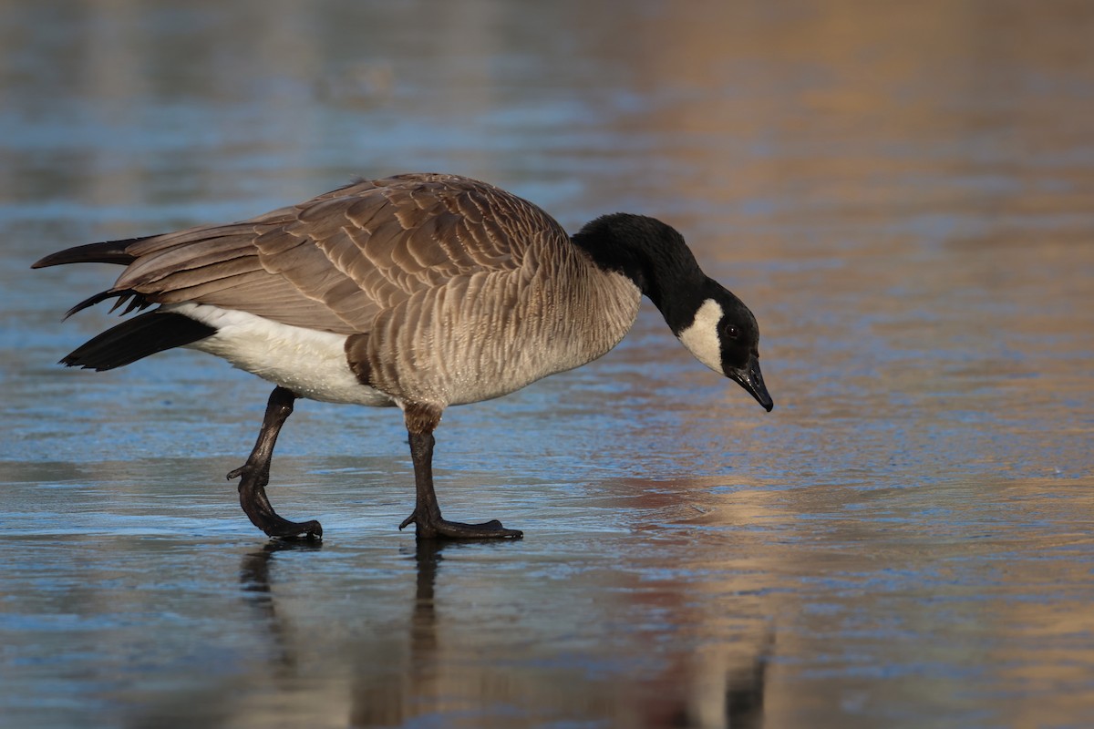 Canada Goose - ML536729581