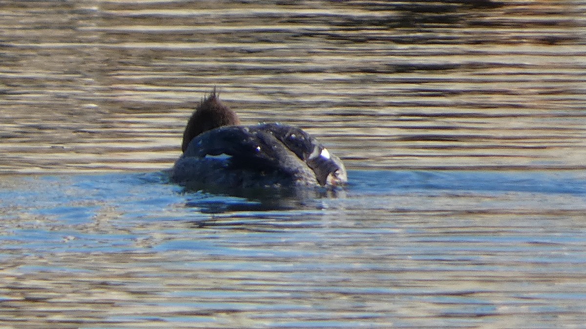 Red-breasted Merganser - ML536730451