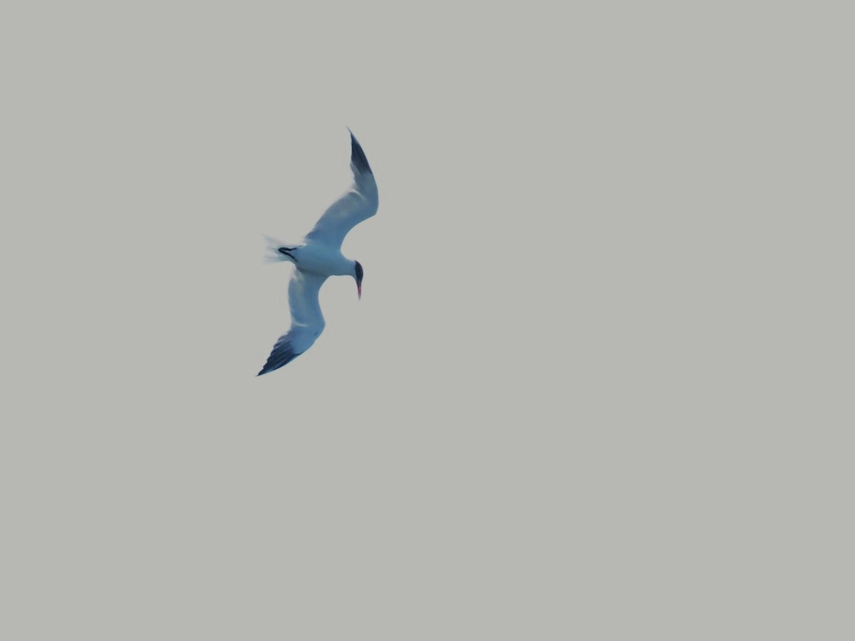 裏海燕鷗 - ML536730601