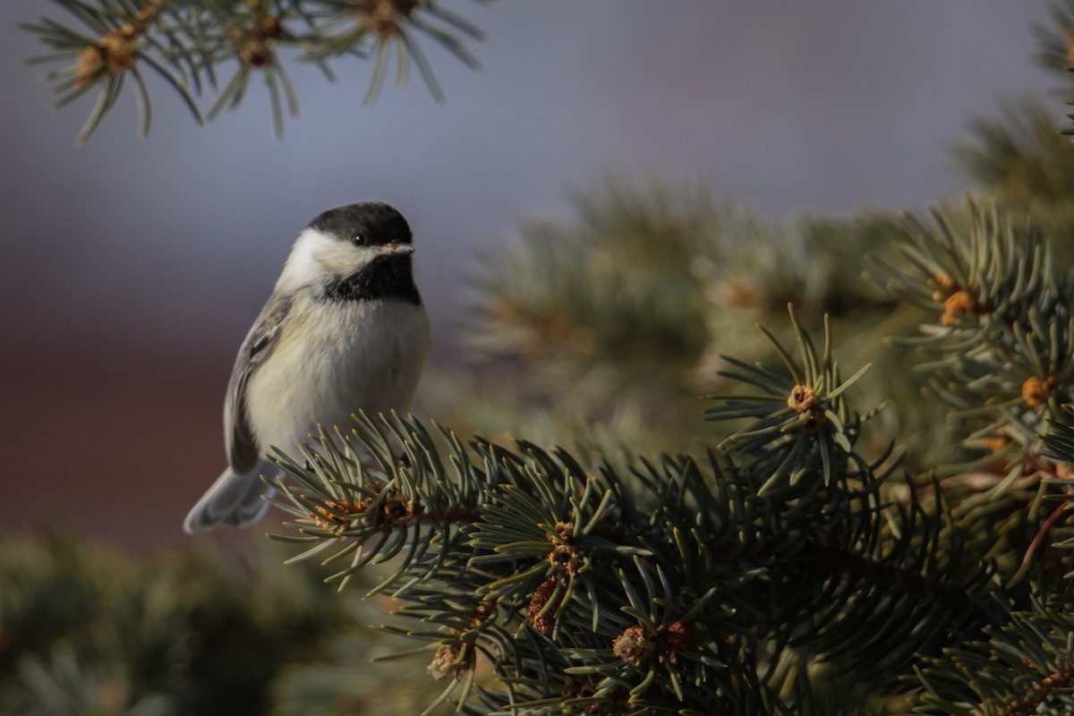 Black-capped Chickadee - ML536730641