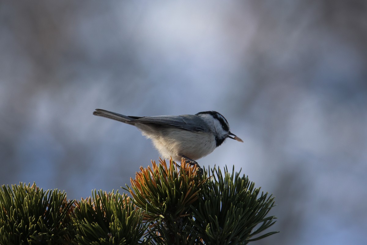 Mountain Chickadee - ML536730961