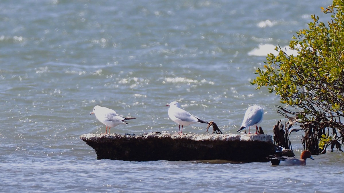 Black-headed Gull - ML536731171