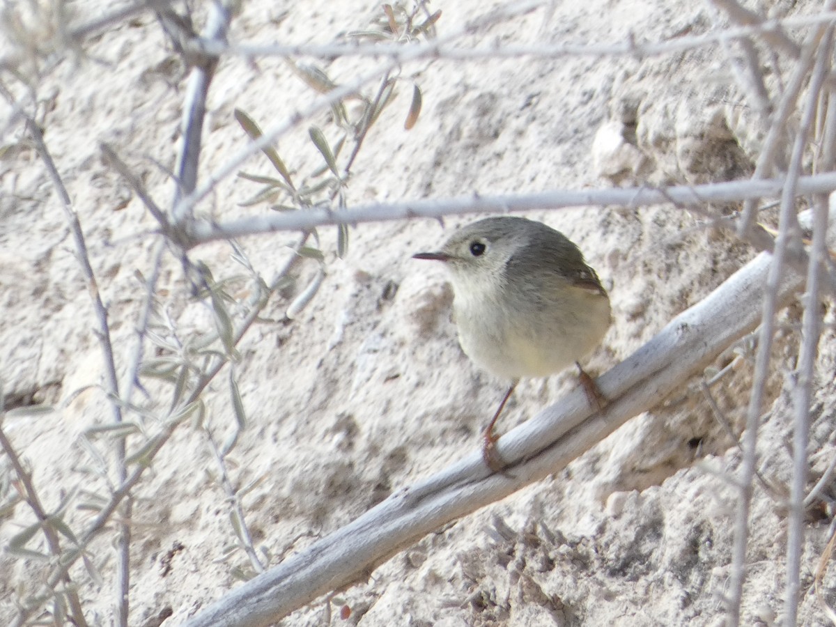 Ruby-crowned Kinglet - Christopher Rustay