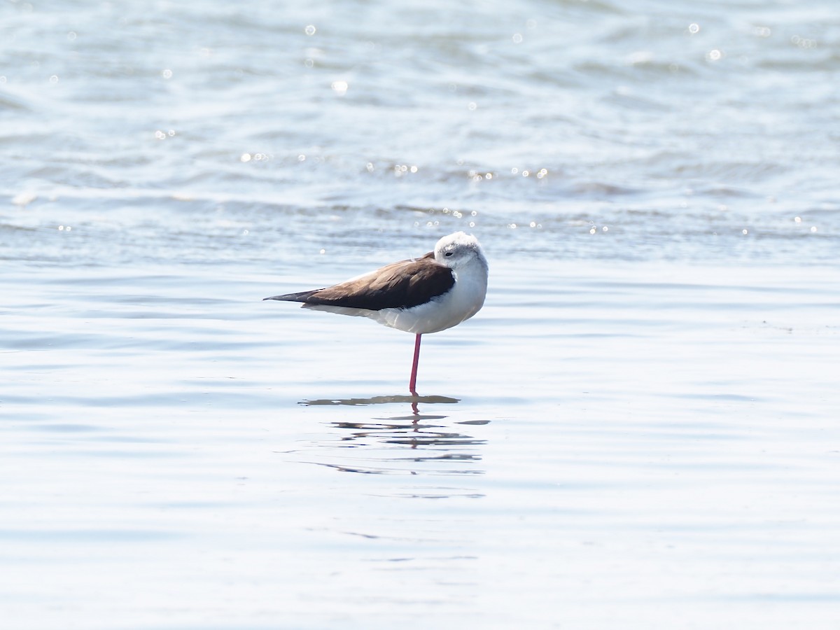 Black-winged Stilt - ML536731551