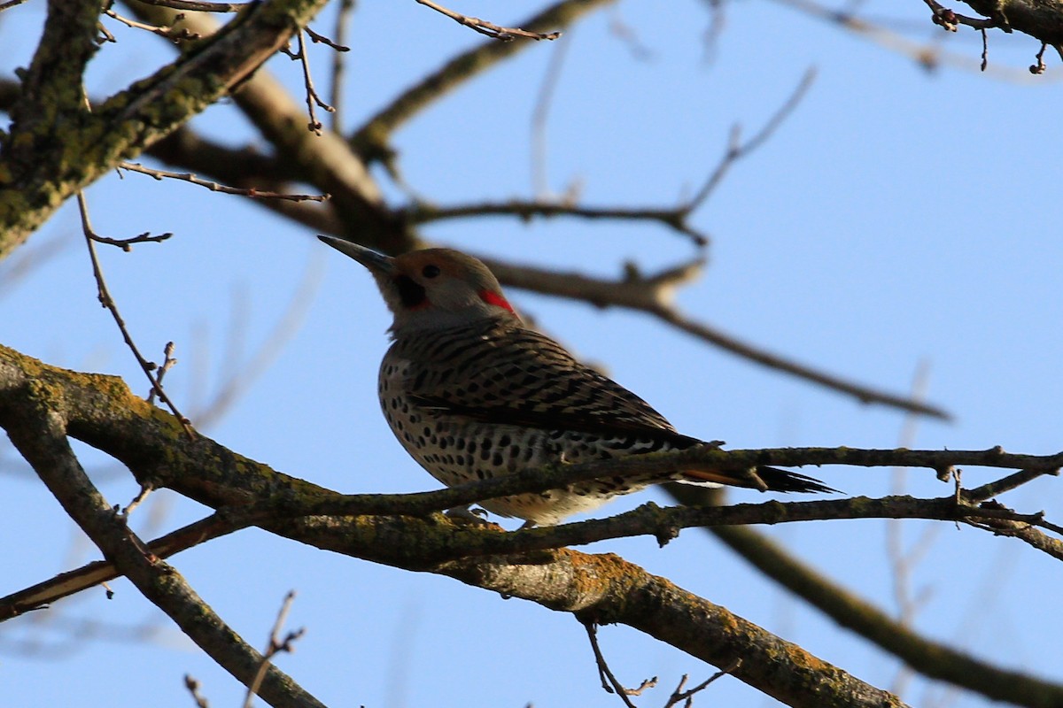 Northern Flicker (Yellow-shafted x Red-shafted) - ML536731671