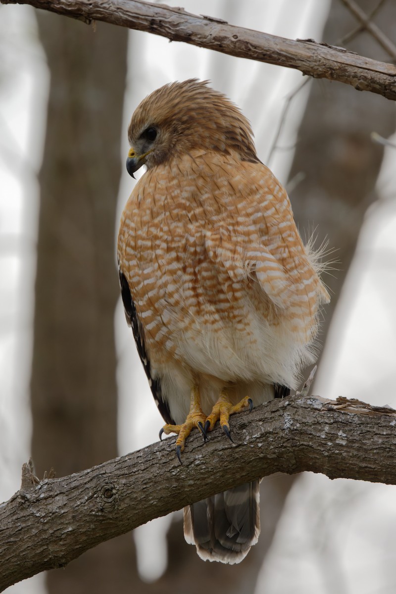 Red-shouldered Hawk - ML536732171