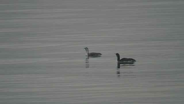 Red-throated Loon - ML536732641