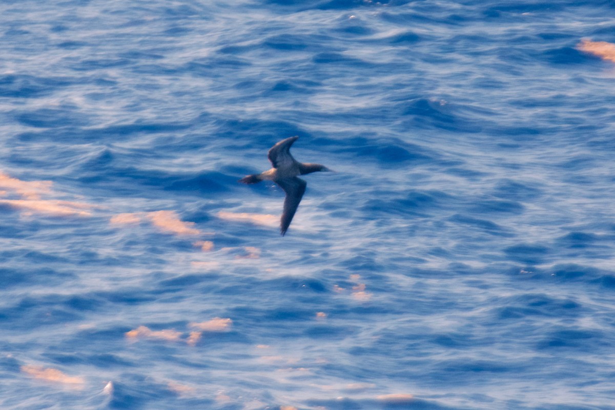 Brown Booby - ML536733341