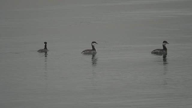 Horned Grebe - ML536735321