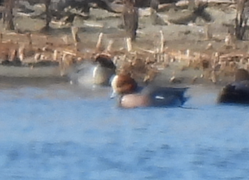 Eurasian Wigeon - ML536735361