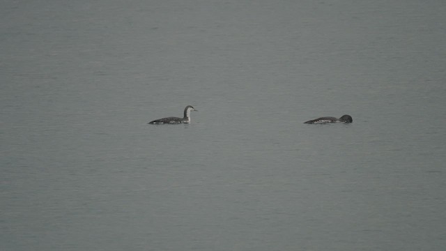 Red-throated Loon - ML536735641