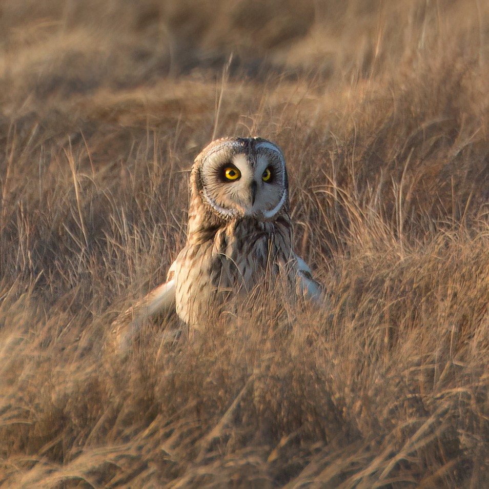 Short-eared Owl - ML536737661