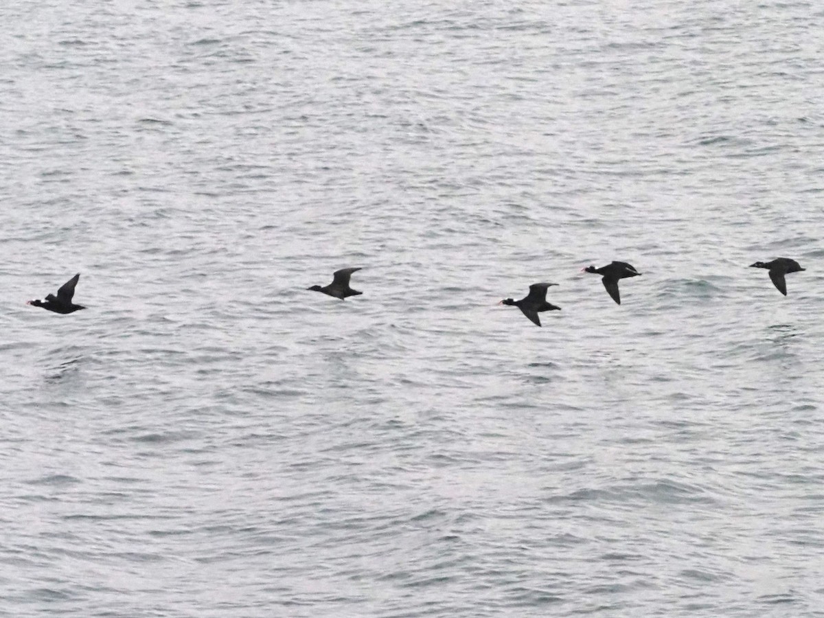 Surf Scoter - Cin-Ty Lee