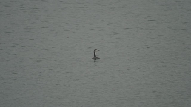 Red-throated Loon - ML536739071