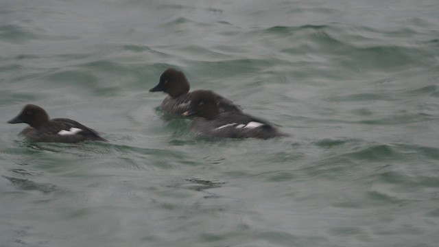 Common Goldeneye - ML536739421