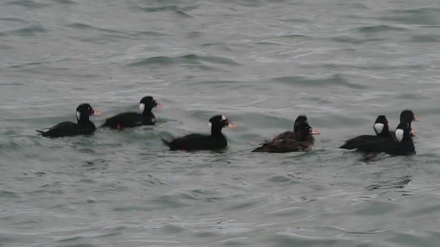 Surf Scoter - ML536739561