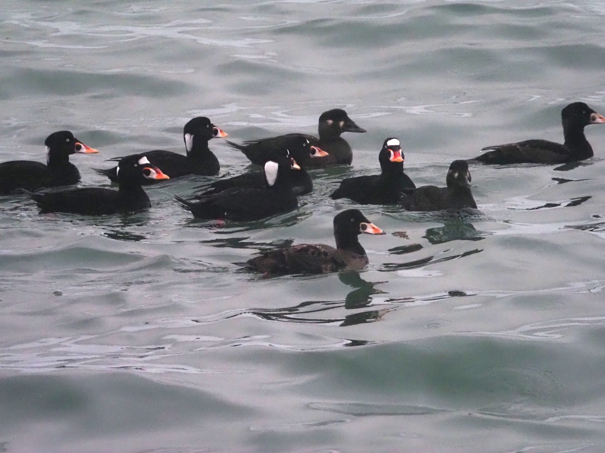 Surf Scoter - Cin-Ty Lee