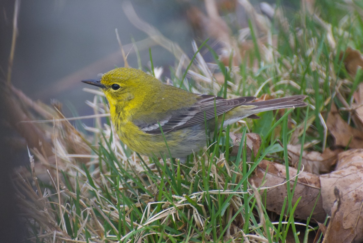 Pine Warbler - ML53674061