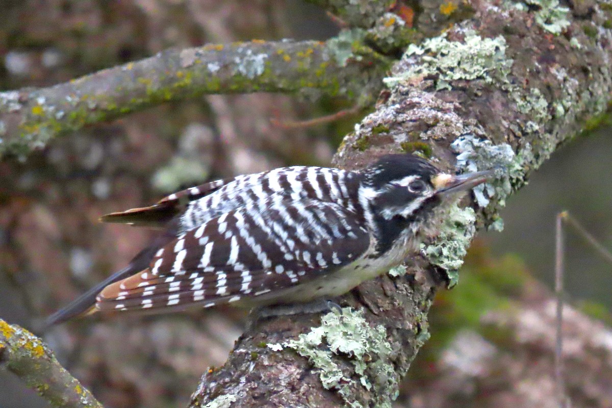 Nuttall's Woodpecker - ML536740611