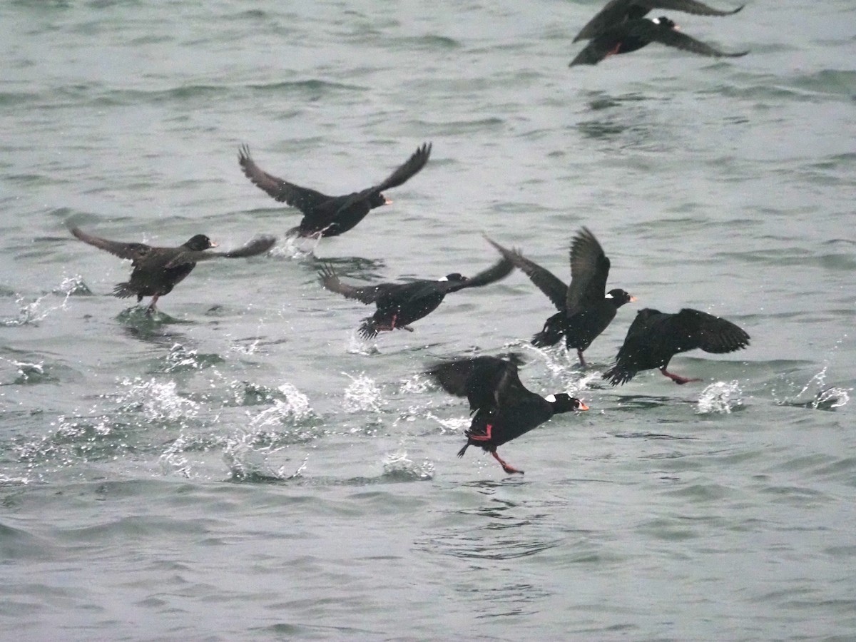 Surf Scoter - ML536741151