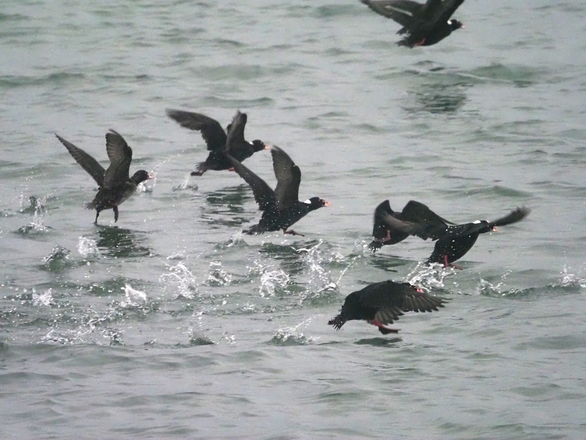 Surf Scoter - Cin-Ty Lee