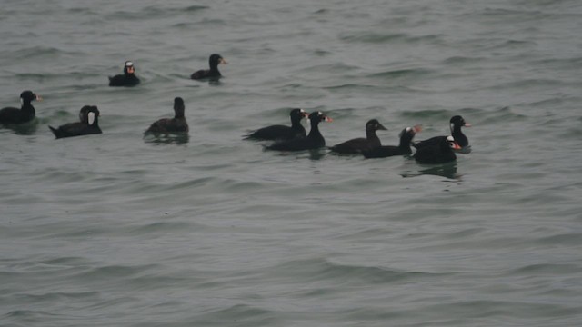 Surf Scoter - ML536741291