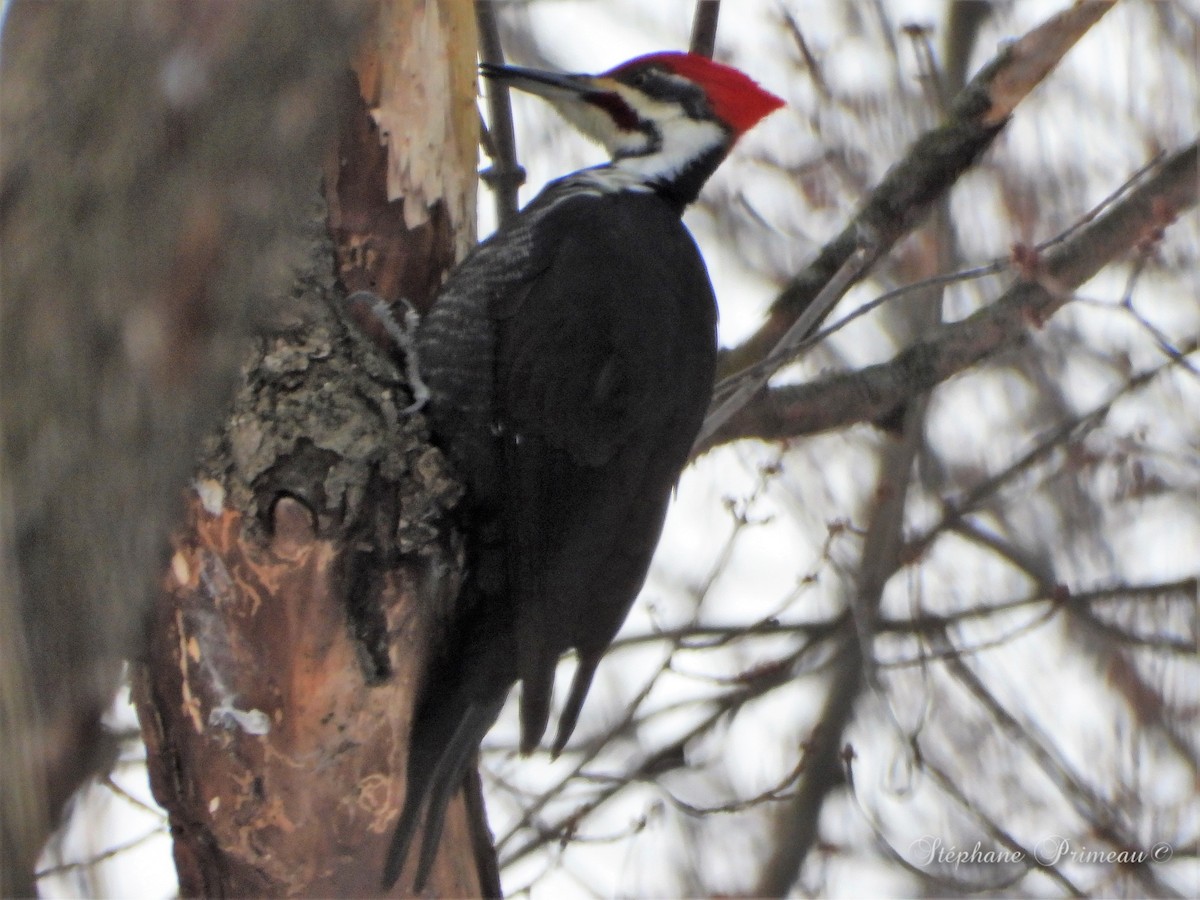 Pileated Woodpecker - ML536741831