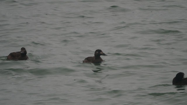 White-winged Scoter - ML536742171