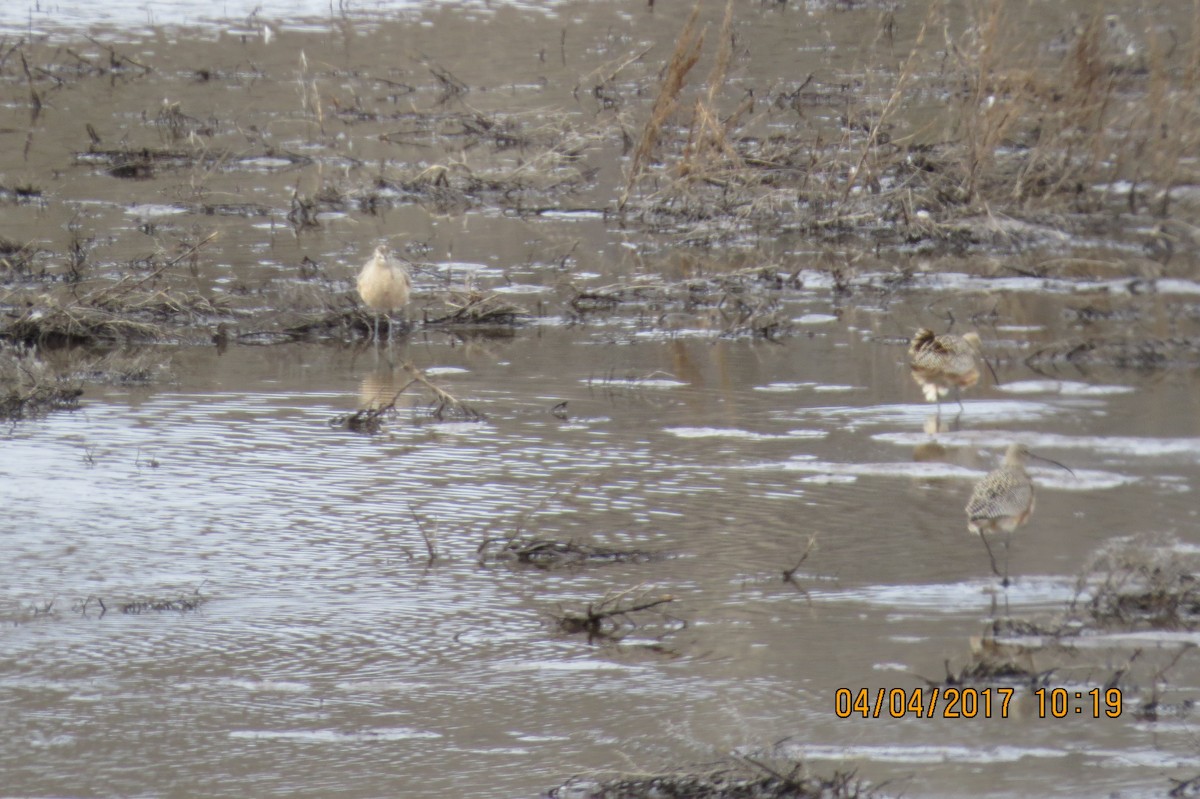 Long-billed Curlew - ML53674261