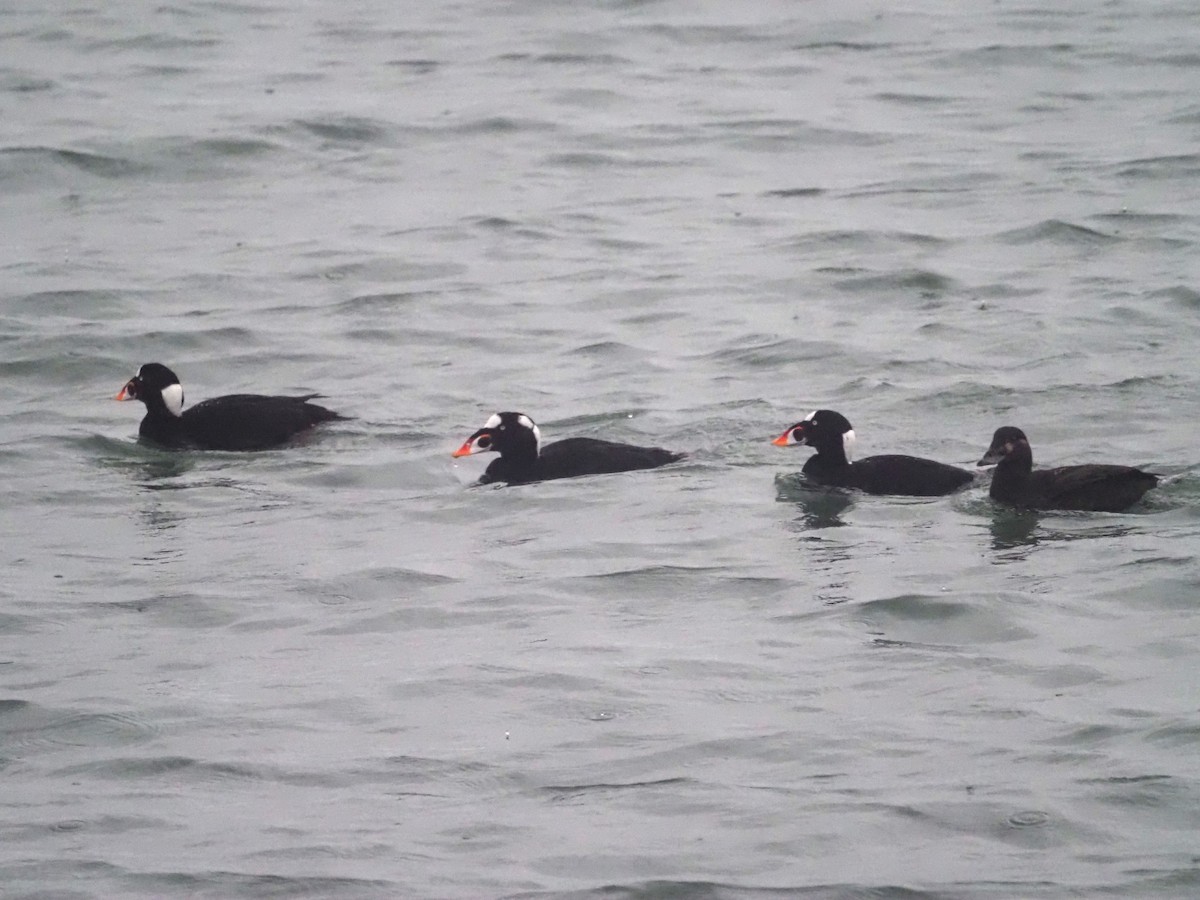 Surf Scoter - ML536745131