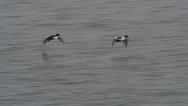 Common Goldeneye - ML536745421