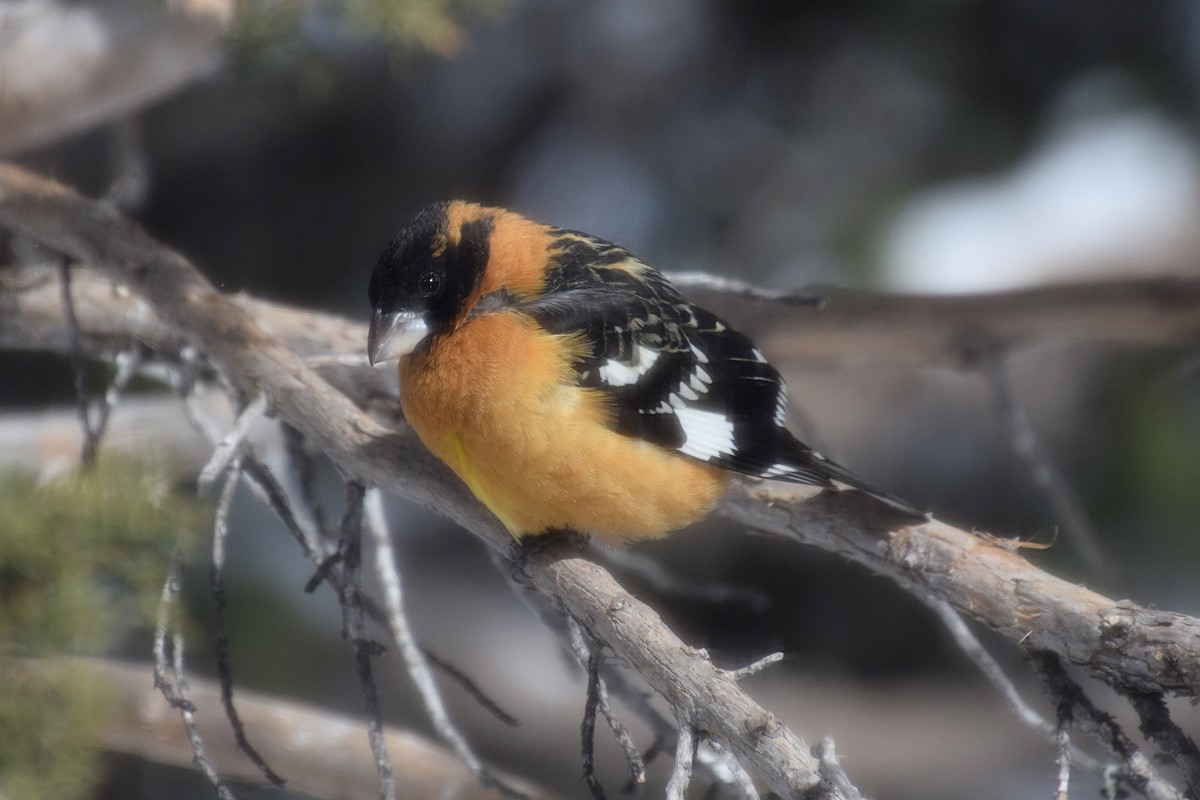 Black-headed Grosbeak - ML536745921