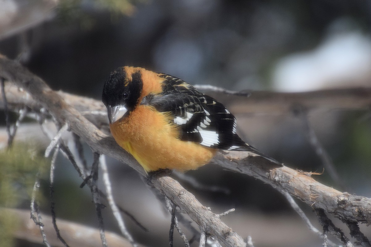 Black-headed Grosbeak - ML536745931