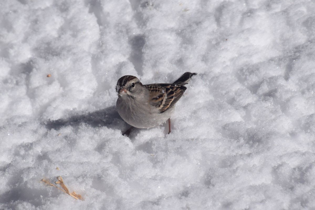 Chipping Sparrow - ML536746071