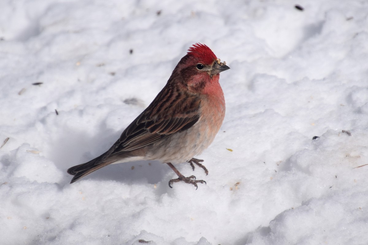 Cassin's Finch - ML536746261