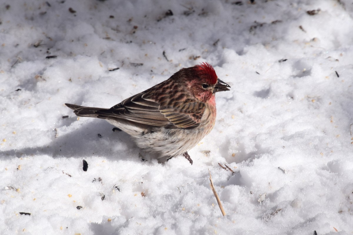 Cassin's Finch - ML536746281